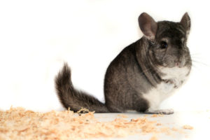 Chinchilla - Chinchilla-Infos.de